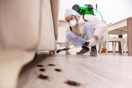 Guide complet des traitements contre les nuisibles pour votre maison