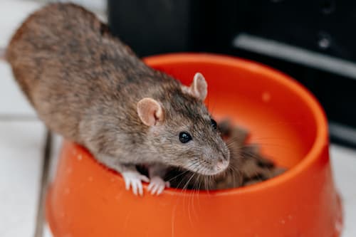closeup-shot-of-a-gray-brownish-rat-eating-dry-foo-2025-02-09-01-48-53-utc (1).jpg